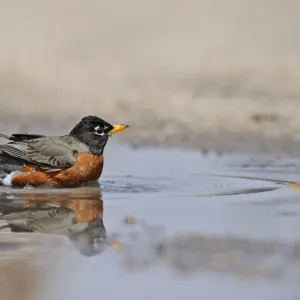 American Robin or North American Robin (Turdus migratorius) male bathing in puddle