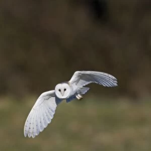 Barn Owl Tyto alba hunting North Norfolk March