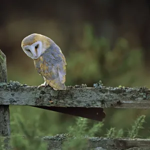 Barn Owl Tyto alba in late afternoon UK winter