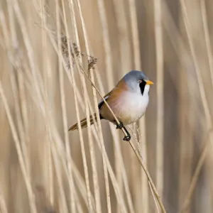 Bearded Tit Panurus biarmicus in reeds Cley Norfolk spring