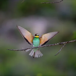 Bee Eaters Related Images