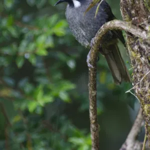 Belfords Honeyeater Melidictes belfordi Kumul Lodge Western Highlands Papua New Guinea