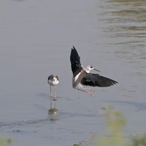 Black-winged Stilt Himantopus himantopus India November