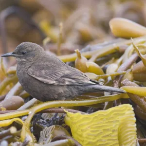 Blackish Cincloides Cinclodes antarcticus Sea Lion Island Falklands