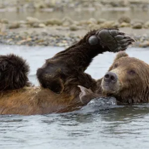 Brown Bear Ursos arctos Katmai Alaska August