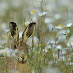 Brown Hare Lepus europaeus in meadow in summer Norfolk UK