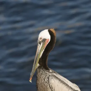 Brown Pelican Pelecanus occidentalis La Jolla California USA April