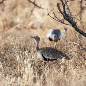 Buff-crested Bustard Eupodotis gindlana male displaying to female Samburu Kenya