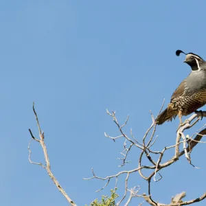 California Quail Callipepla californica male California USA April