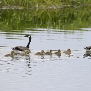 Canada Geese Branta canadensis with family of goslings Norfolk summer