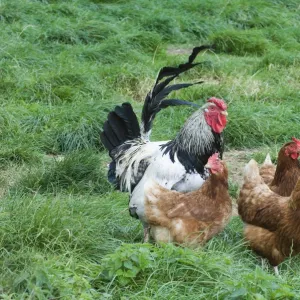 Chickens - Light Sussex cockerel and hens on free range egg farm Cornwall