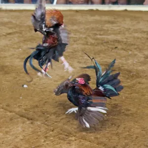 Cock-fight at Narra on Palawan Philippines