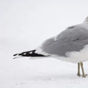 Common Gull Larus canus adult winter Northumberland January