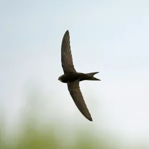 Common Swift Apus apus Norfolk summer