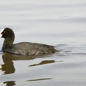 Coot Fulica atra Titchwell RSPB Reserve Norfolk March