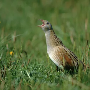 Corncrake Crex crex calling North Uist Outer Hebrides Scotland