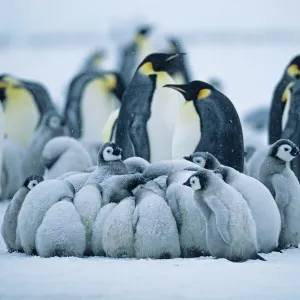 Emperor Penguin, Aptenodytes forsteri, Weddell Sea, Antarctica