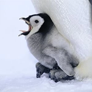 Emperor Penguins Aptenodytes forsteri chick being brooded Weddell Sea Antarctica
