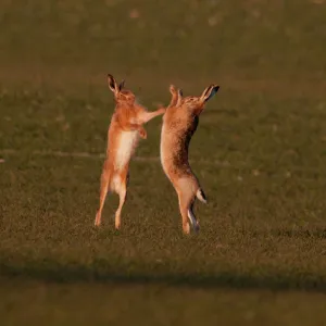 European Brown Hare boxing in spring Norfolk March