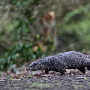 European Otter (Eurasian River Otter) Lutra lutra on River Thet, Thetford, Norfolk