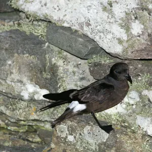 European Storm Petrel Hydrobates pelagicus at nest site on Mousa Broch Mousa Shetland