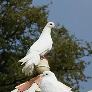 Fantail Doves in Dovecote Cornwall