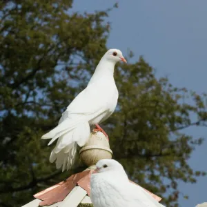 Fantail Doves in Dovecote Cornwall