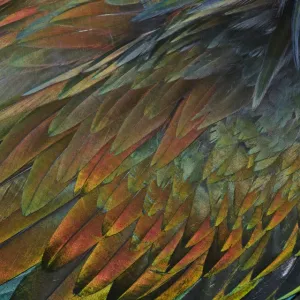 Feather detail of Nicobar Pigeon (Caloenas nicobarica)