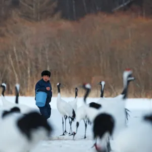 Feeding time at Akan Crane centre - among Japanese Cranes Grus japonensis Akan Hokkaido