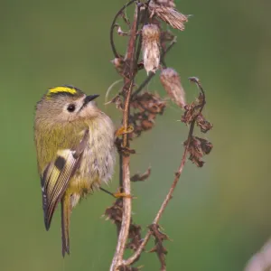 Goldcrest, Regulus regulus, autumn migrant, Northumberland, October