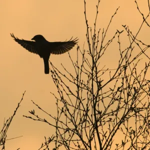 Great Grey Shrike Lanius excubitor silhouetted at dusk Kelling Heath Norfolk April 2008