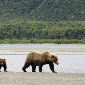 Grizzly Bear Ursos arctos with cubs Katmai Alaska July