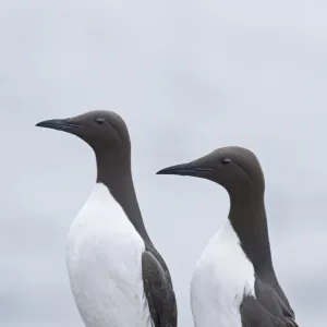 Guillemot Uria aalge pair at breeding colony Inner Farne Farne Islands Northumberland