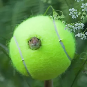 Little Bittern Ixobrychus minutus, male in the reeds 12500965