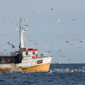 Herring Gulls Larus argentatus around fishing trawler off the northern tip of Arctic