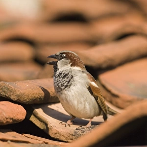 House Sparrow Passer domesticus male chirping on roof Norfolk spring