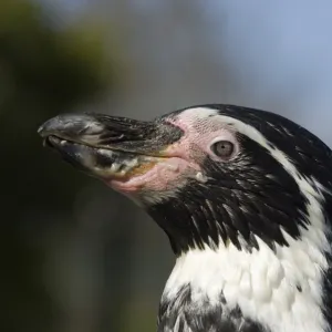 Humboldt Penguin Spheniscus humboldti - captive