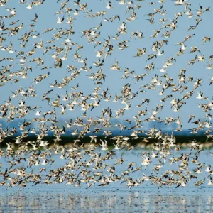 Knot Calidris canutus at Snettisham RSPB Reserve in the Wash North Norfolk September