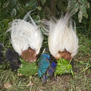 Lesser Bird of Paradise plumes for head dress at Paiya Show Western Highlands Papua