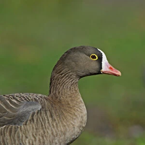 Geese Collection: Lesser White Fronted Goose