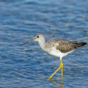 Lesser Yellowlegs, Katmai, Alaska, august