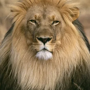 Lion, Panthera leo, male, S. Africa