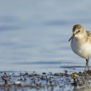 Little Stint Calidris minuta juvenile Salthouse North Norfolk September