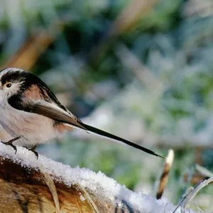 Long-tailed Tit, Aegithalos caudata, in winter, UK