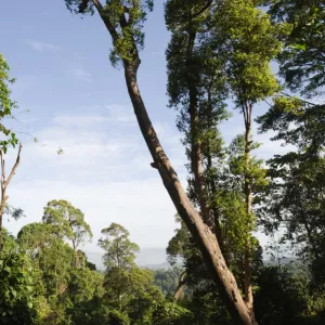 Lowland forest at Subic on Luzon Philippines