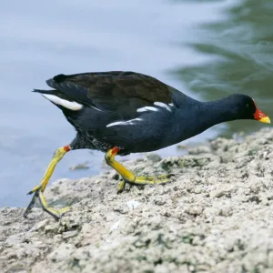 Moorhen, Gallinula chloropus, feeding chick, Slimbridge, Glos, UK, spring