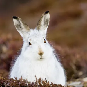 Mountain Hare lepus timidus on mountainside scotland winter