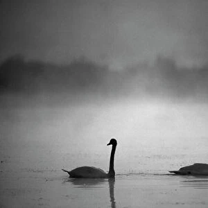 Mute Swan, Cygnus olor, UK, autumn