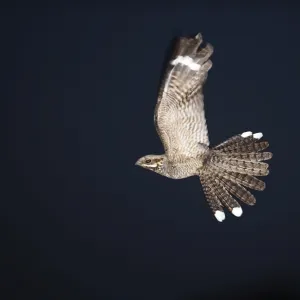 Nightjar Caprimulgus europeaea male in display flight North Norfolk June