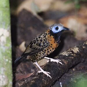 Antbirds Jigsaw Puzzle Collection: Ocellated Antbird